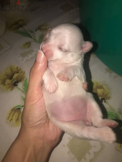 Japanese spitz female
