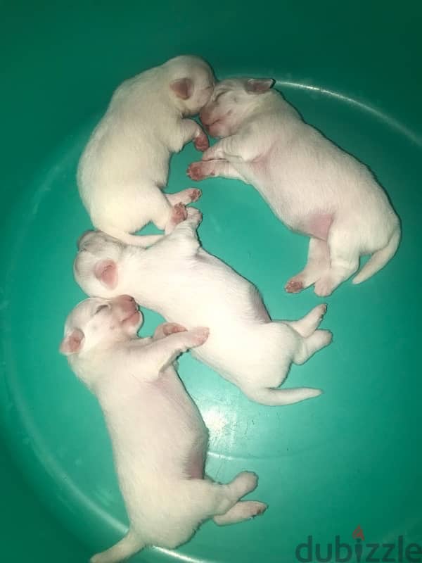 Japanese spitz female 1