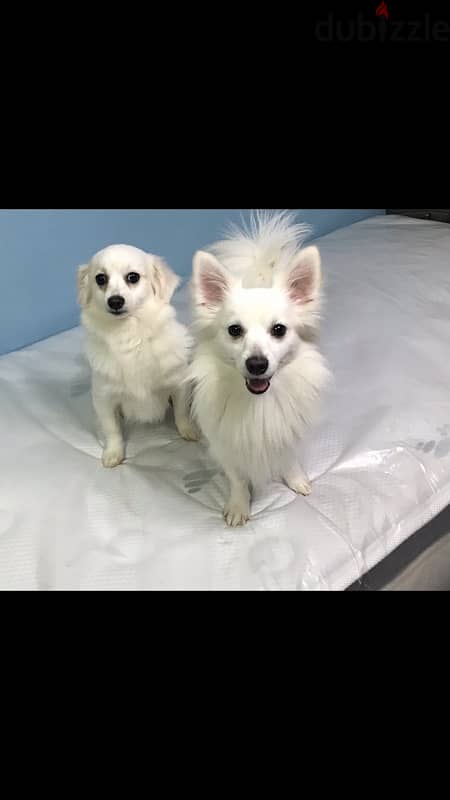 Japanese spitz female 2