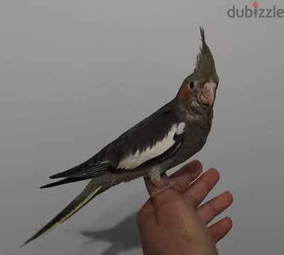 كوكتيل حبشي مدرب و اليف