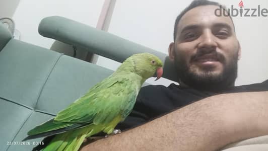 ذكر متكلم بيقول كوكو وويطوط حبيبي سلام عليكم  وبيقلد صوت نغمة الكوكتيل