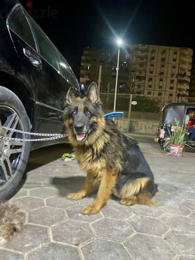 نتايه جيرمن تقليب عالي