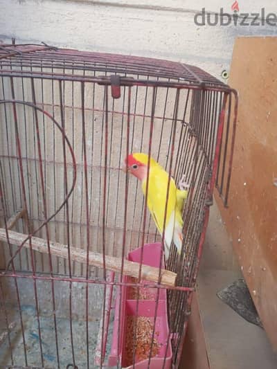 نتاية لاتيني شغالة من سن سنة
