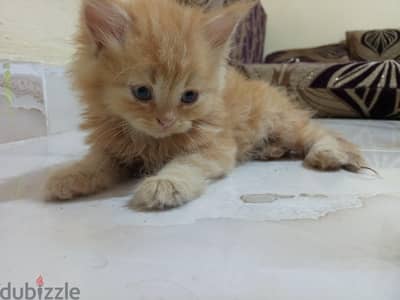 شيرازي للبيع