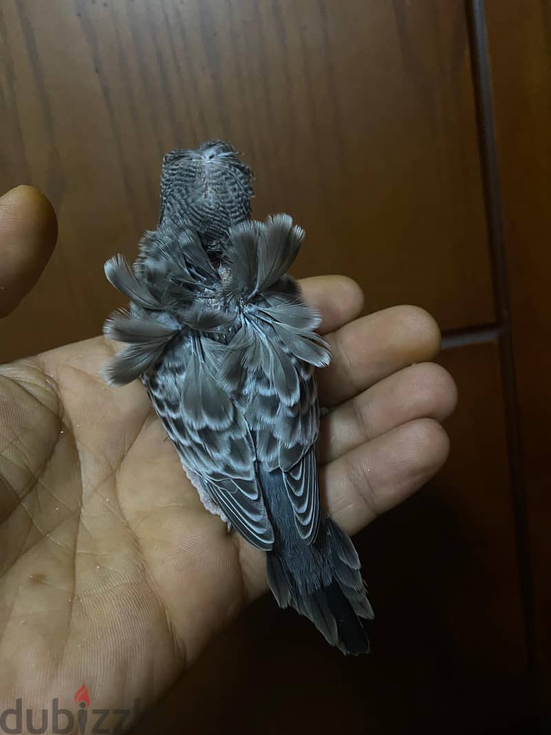 for sale 1