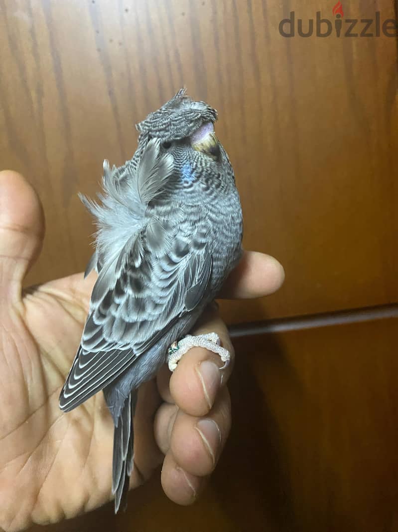 for sale 2