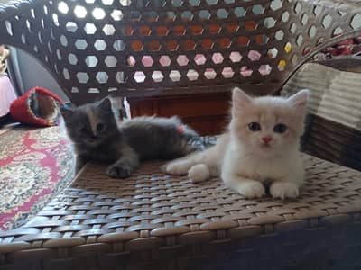 بنوتين هاف بيكي للبيع