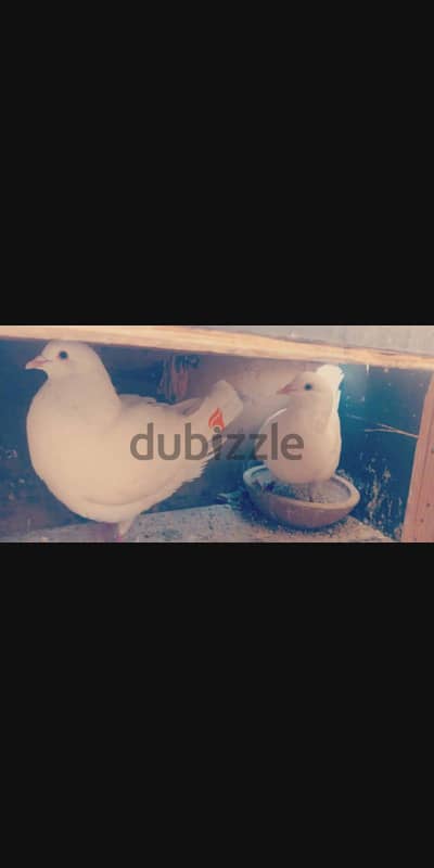 قص حمام لاحم