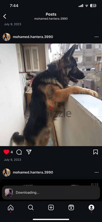 دكر جرمن للبيع