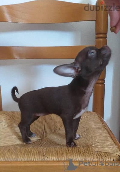 Chihuahua