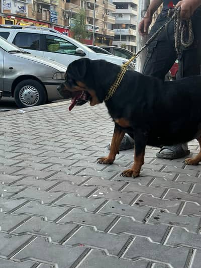 روت وايلر Rottweiller