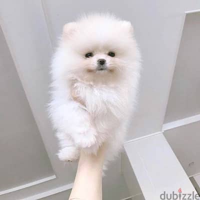 Pure Pomeranian Female Puppy | 45 Days | Teddy Face | Premium Quality