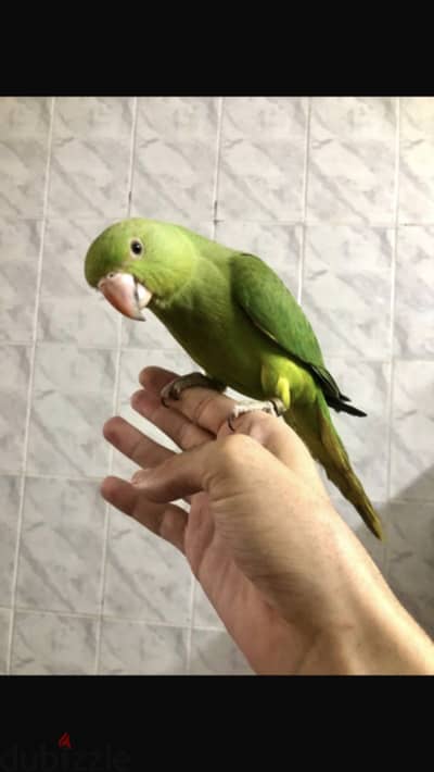 بغبغاء مدرب