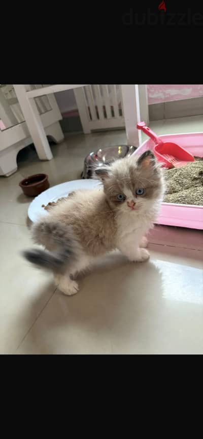 Ragdoll-Persian kitten