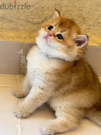 قطه بريتش شورت هير جولد British shorthair gold ny11