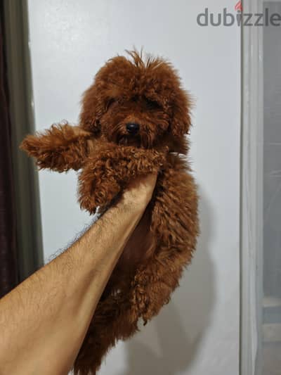 poodle بودل