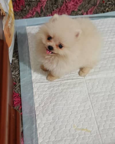 pomeranian بومرينيان