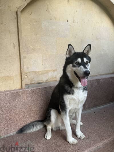 Male husky Male husky