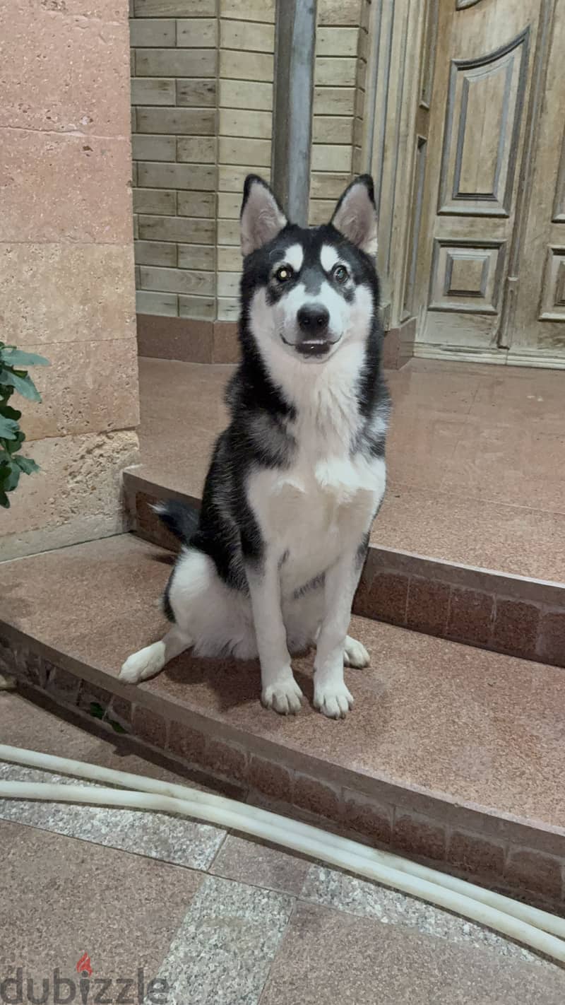 Male husky 1