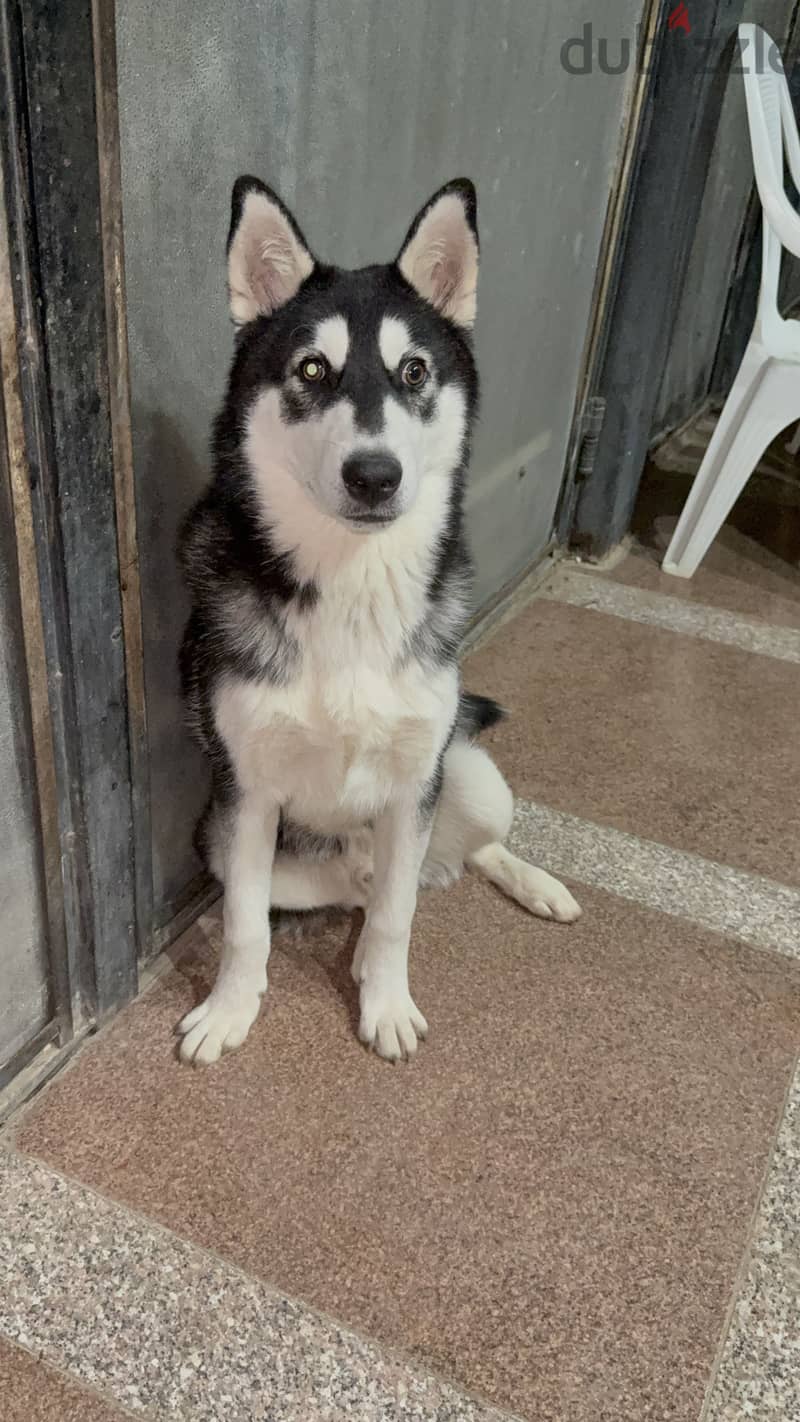 Male husky 2