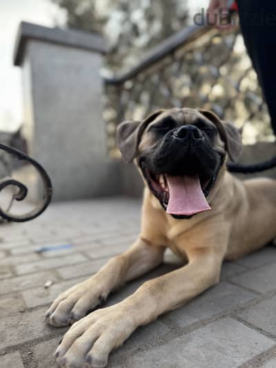 English mastiff