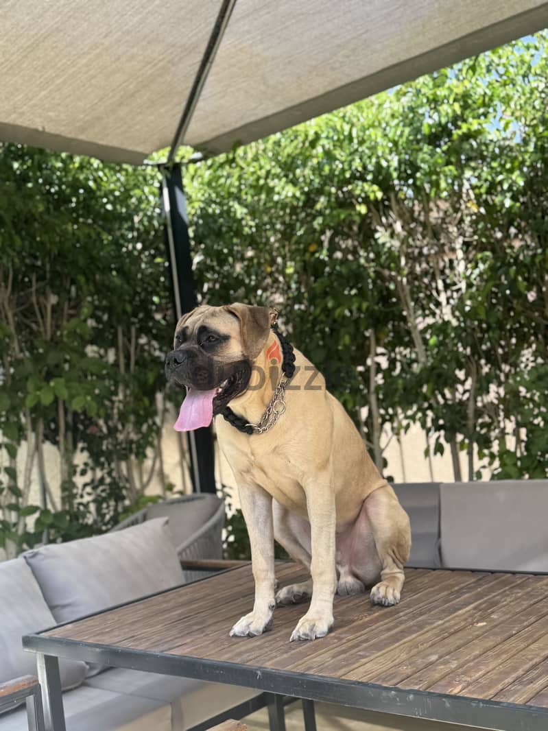 English mastiff 1