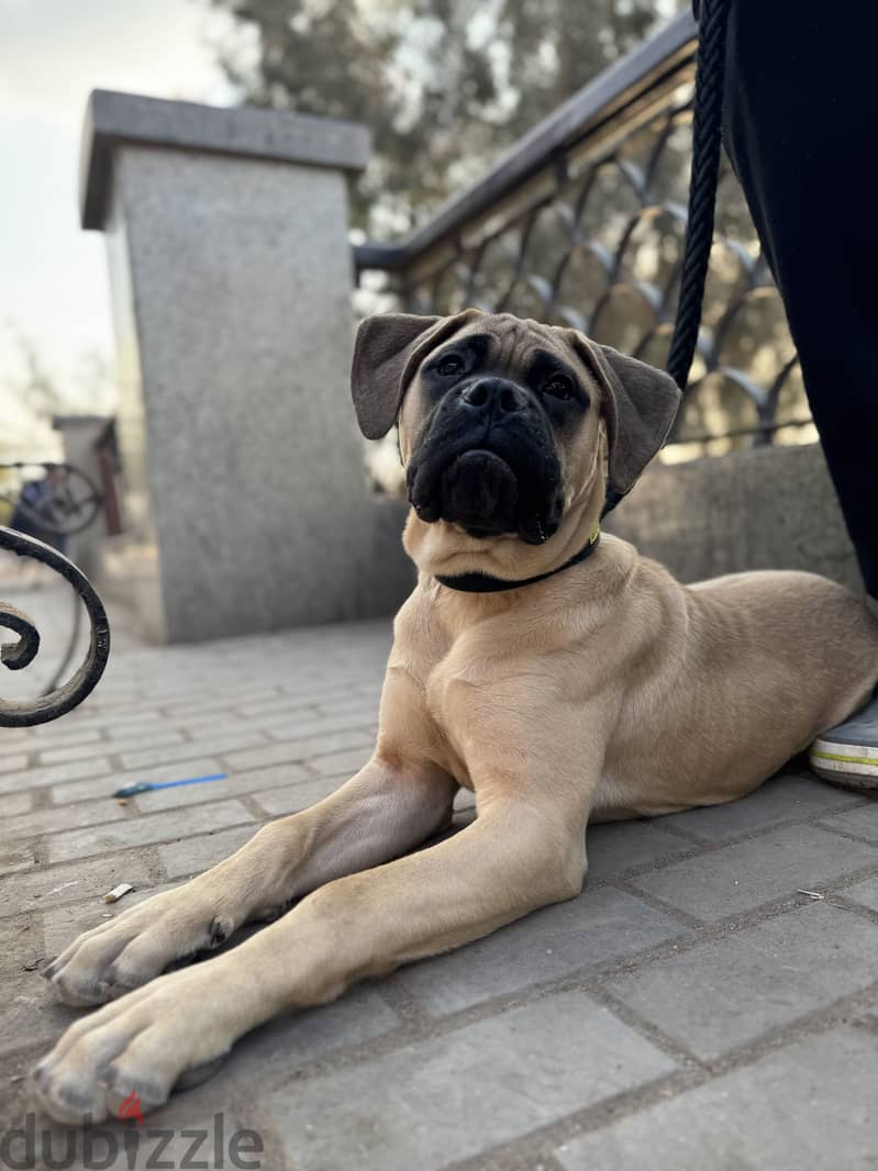 English mastiff 2