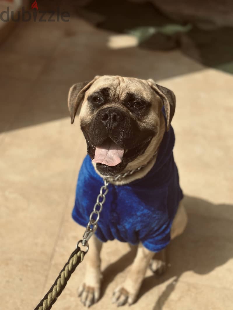 English mastiff 3