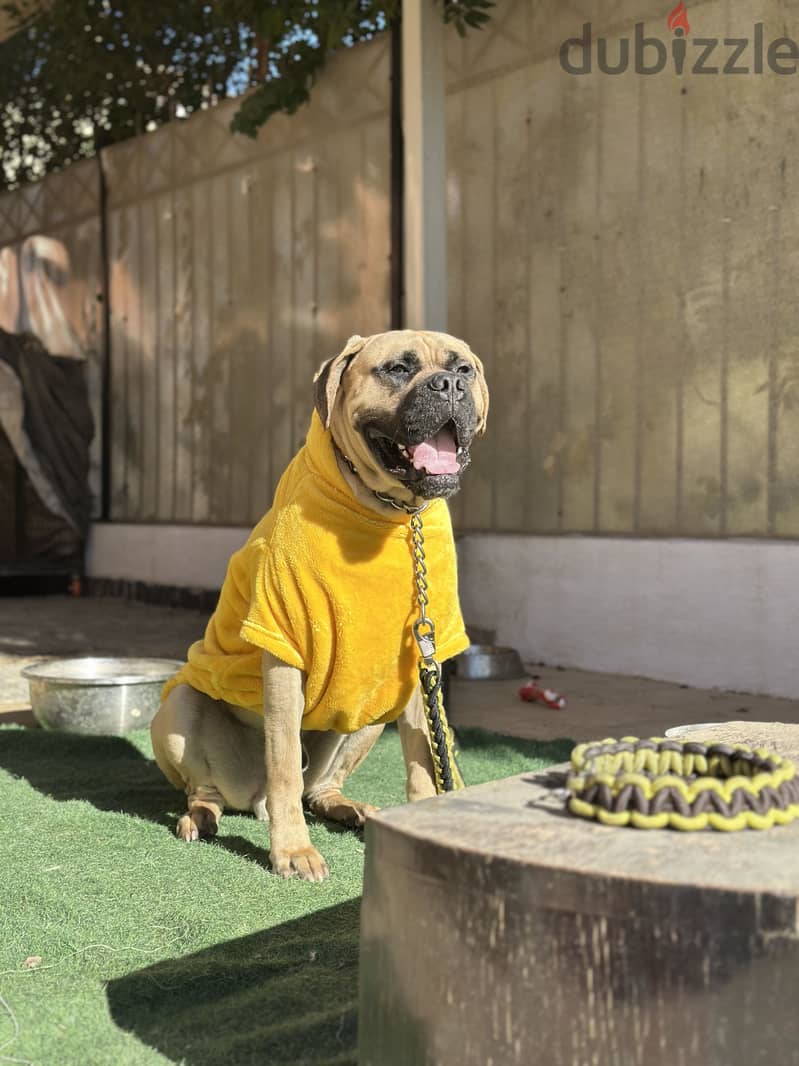 English mastiff 4