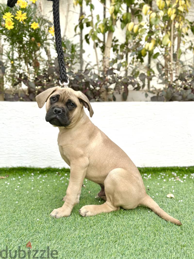 English mastiff 5