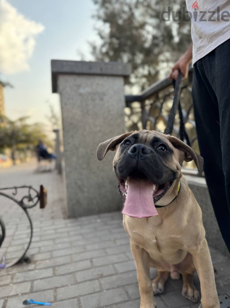 English mastiff 6