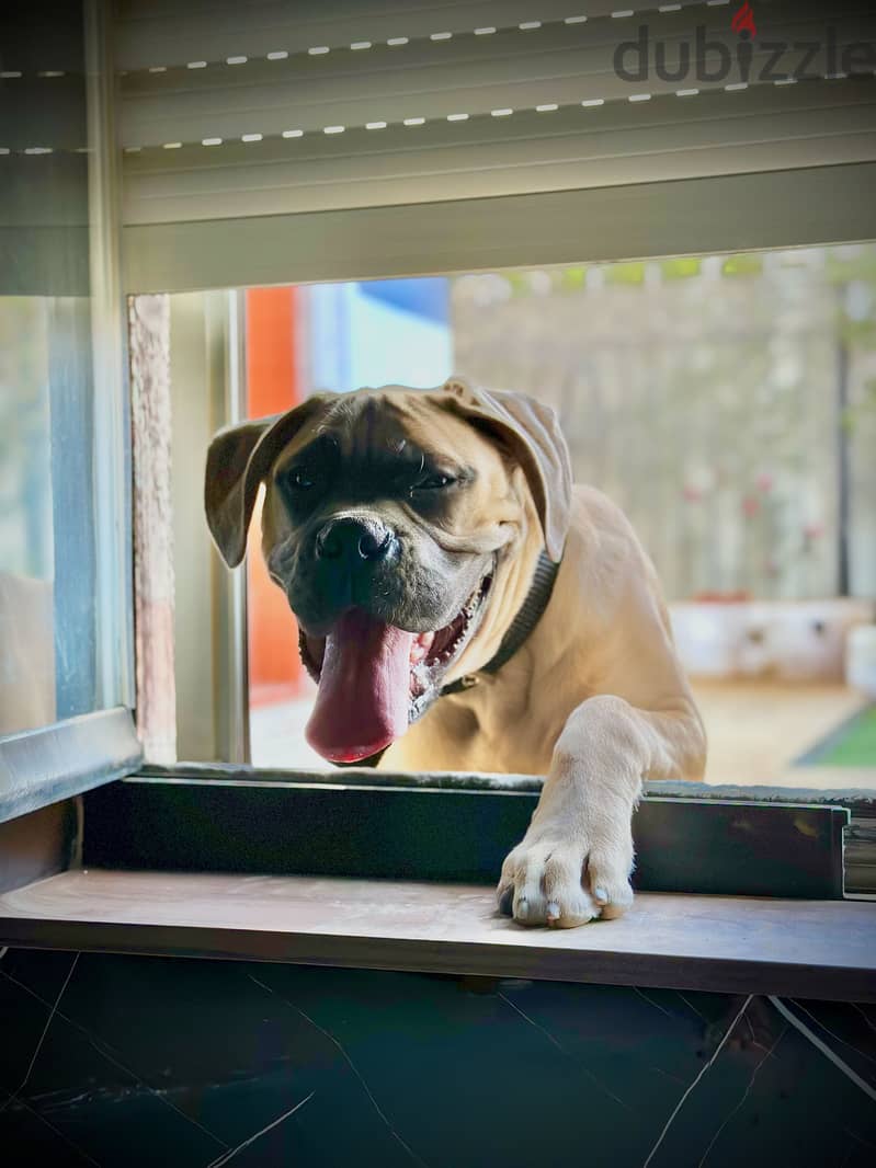 English mastiff 7