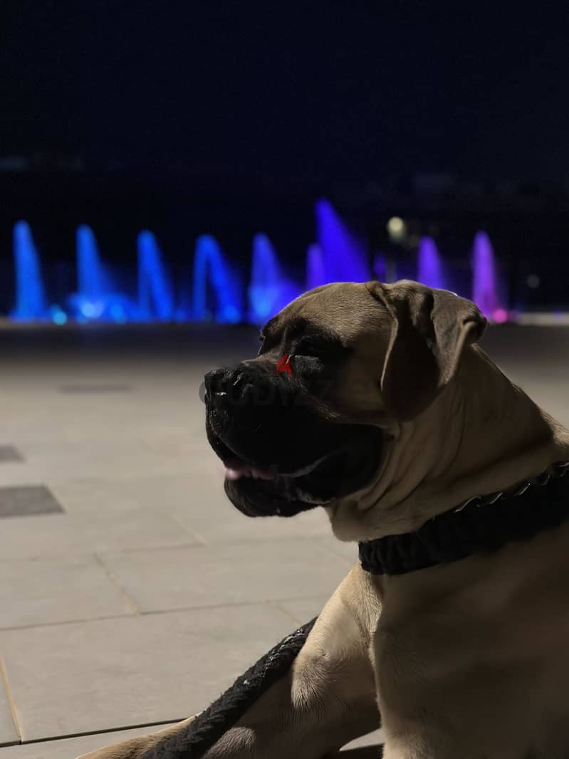 English mastiff 8