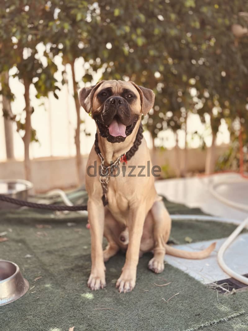 English mastiff 9