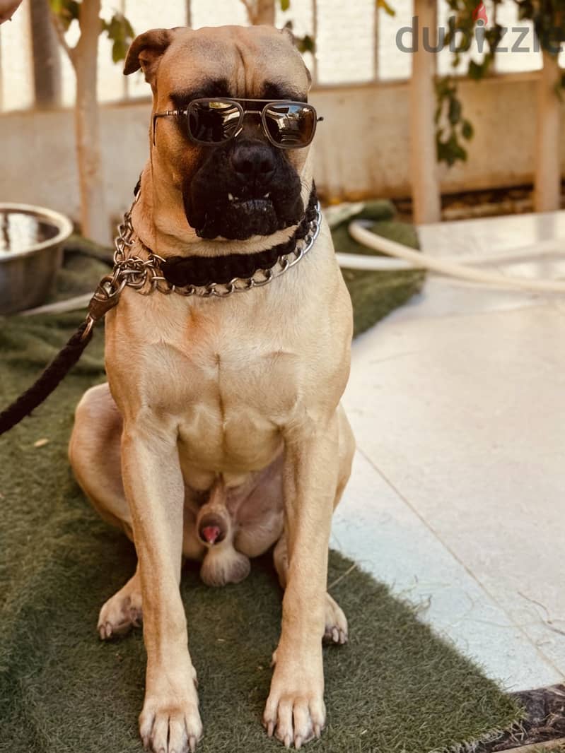 English mastiff 10