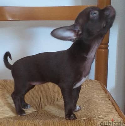 Chihuahua