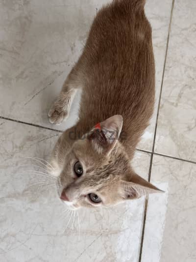 Small kitten needs a Home 