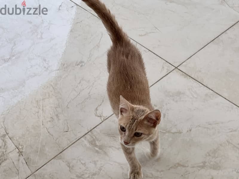Small kitten needs a Home  1