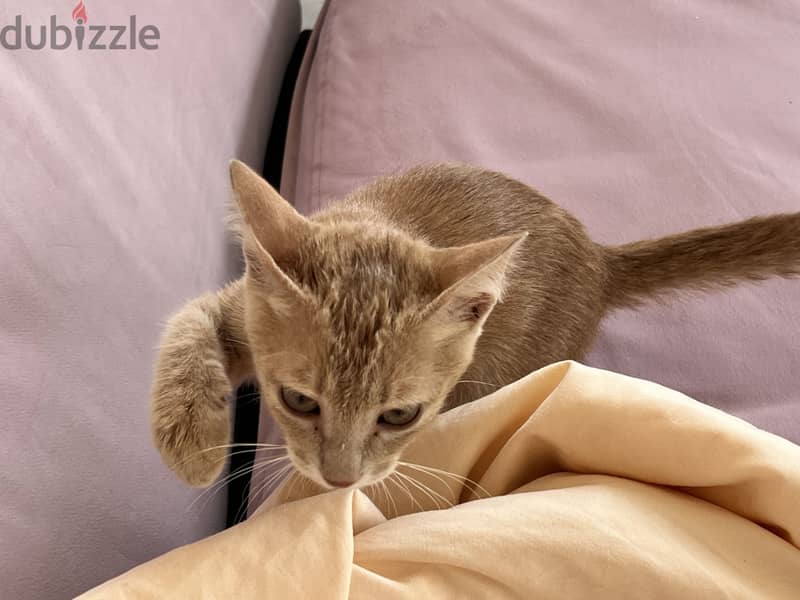 Small kitten needs a Home  2