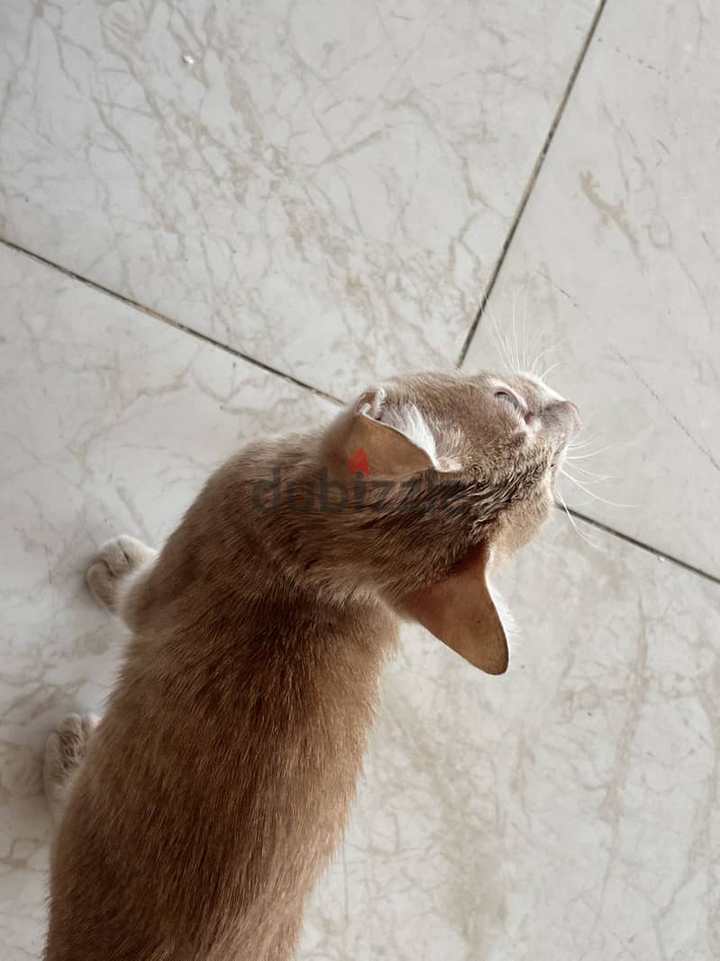 Small kitten needs a Home  3