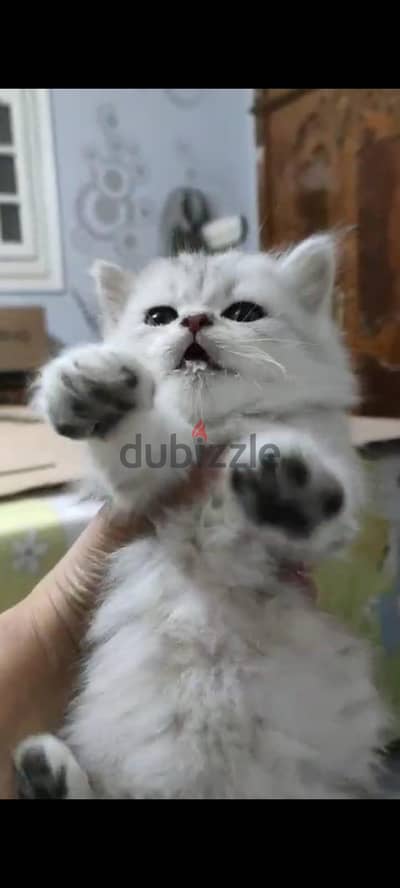 قطة بنت ٥٥ يوم شرازي بيور