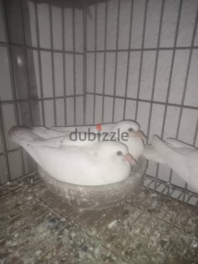 زغاليل اكل  لاحم في رومي