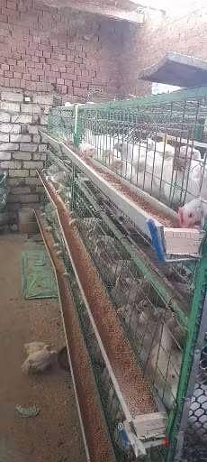 بطاريات دواجن