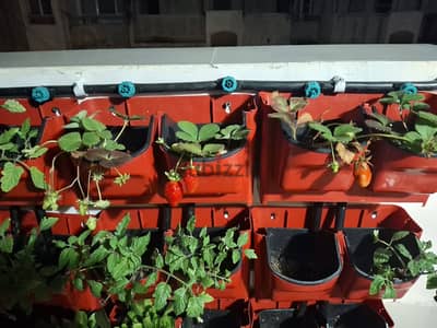 وحدة زراعة مائية (الهيدروبونيك)-hydroponic
