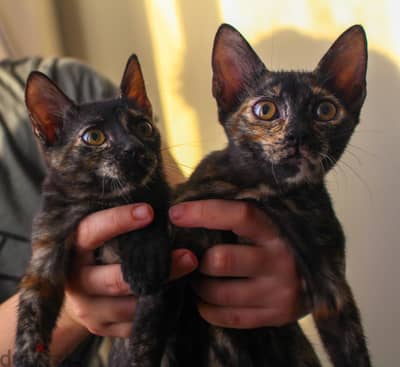 2 kittens for adoption