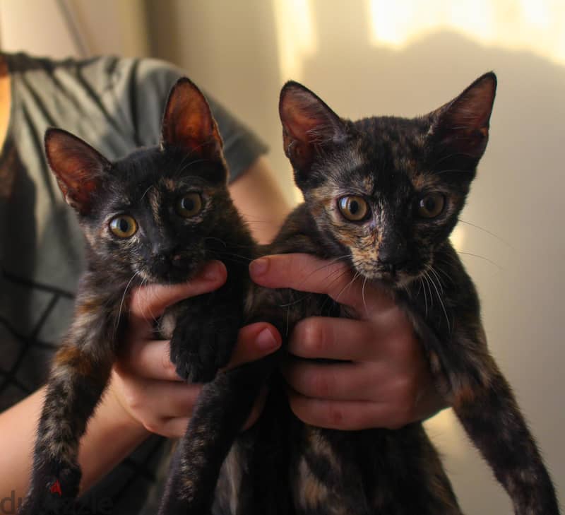 2 kittens for adoption 1