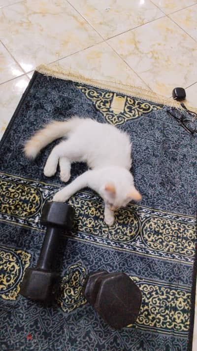 قط شيرازى