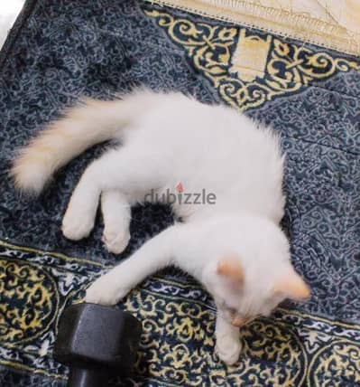 قط شيرازي