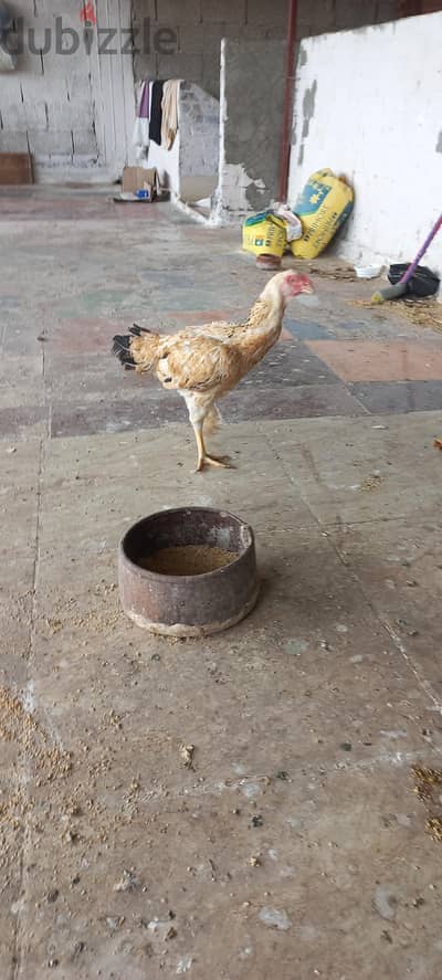 فرخة هندى