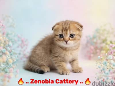 Scottish Fold Shorthair Gold
